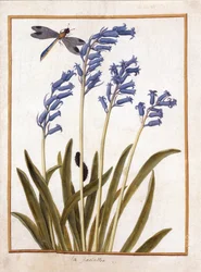 PD.126-1973f.36 Bluebell and Dragonfly, ok. 1750 (wc i gwasz na welinie)